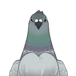 Graywing Pigeon image